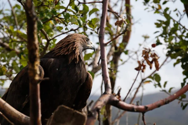 Golden Eagle Sits Wooden Platform Branches — Stock Photo, Image
