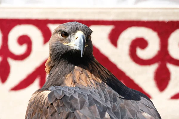 Almaty Kazakhstan 2020 Adult Tamed Golden Eagle Sits Background Kazakh — Stock Photo, Image