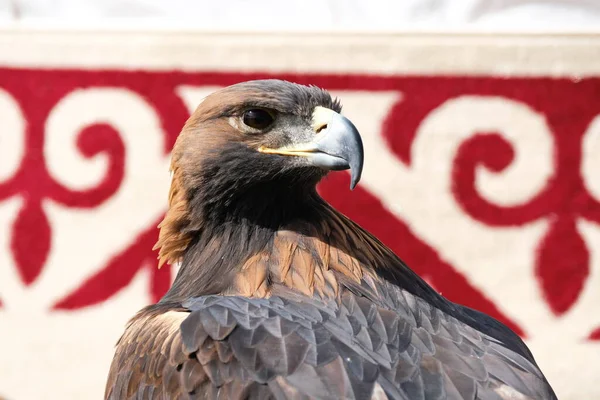 Almaty Kasachstan 2020 Ein Ausgewachsener Gezähmter Steinadler Sitzt Auf Dem — Stockfoto