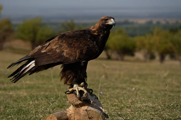 Almaty Kazakhstan 2020 Tamed Golden Eagle Sits Wooden Platform Open — Stock Photo, Image