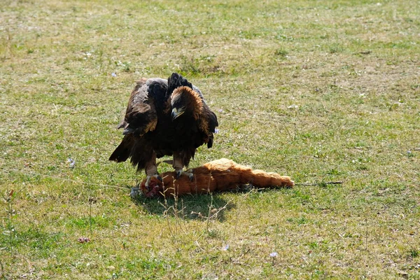 Almaty Kazakhstan 2020 Tamed Golden Eagle Learns Catch Prey Stuffed — Stock Photo, Image