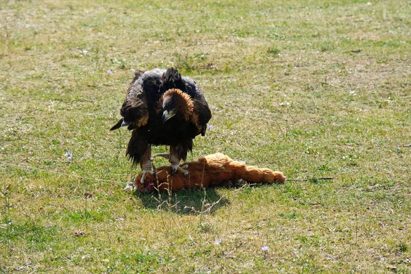 Almaty Kazakhstan 2020 Tamed Golden Eagle Learns Catch Prey Stuffed — Stock Photo, Image