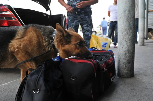 Almaty Region Kazakhstan 2012 Customs Inspector Specially Trained Dog Check — Stock Photo, Image