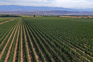 Büyük bir elma bahçesi. Elma çeşidi Almaty limanı. Tarım. İnsansız hava aracının görüntüsü. Sonbahar, hasat.