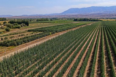Büyük bir elma bahçesi. Elma çeşidi Almaty limanı. Tarım. İnsansız hava aracının görüntüsü. Sonbahar, hasat.