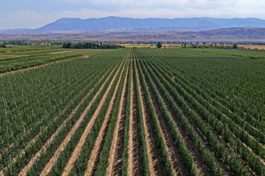 Büyük bir elma bahçesi. Elma çeşidi Almaty limanı. Tarım. İnsansız hava aracının görüntüsü. Sonbahar, hasat.