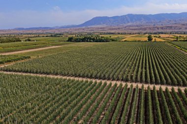 Büyük bir elma bahçesi. Elma çeşidi Almaty limanı. Tarım. İnsansız hava aracının görüntüsü. Sonbahar, hasat.