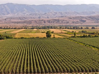 Büyük bir elma bahçesi. Elma çeşidi Almaty limanı. Tarım. İnsansız hava aracının görüntüsü. Sonbahar, hasat.
