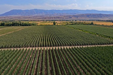 Büyük bir elma bahçesi. Elma çeşidi Almaty limanı. Tarım. İnsansız hava aracının görüntüsü. Sonbahar, hasat.