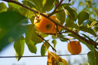 Büyük bir elma bahçesi. Hasat dönemi.