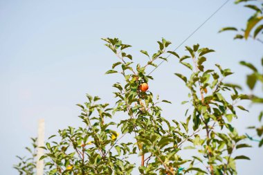 Büyük bir elma bahçesi. Hasat dönemi.