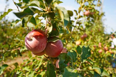 Büyük bir elma bahçesi. Hasat dönemi.