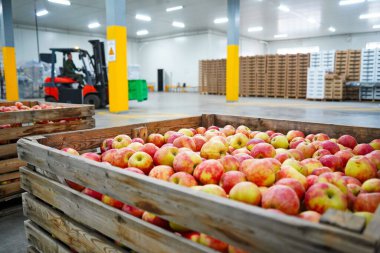Elmalar büyük bir bahçedeki kaplarda düzenlenir. Hasat..