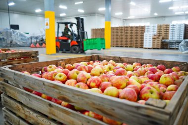 Elmalar büyük bir bahçedeki kaplarda düzenlenir. Hasat..