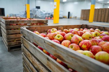 Elmalar büyük bir bahçedeki kaplarda düzenlenir. Hasat..