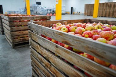 Elmalar büyük bir bahçedeki kaplarda düzenlenir. Hasat..