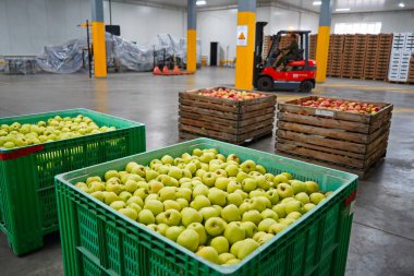 Elmalar büyük bir bahçedeki kaplarda düzenlenir. Hasat..