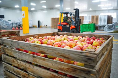 Elmalar büyük bir bahçedeki kaplarda düzenlenir. Hasat..