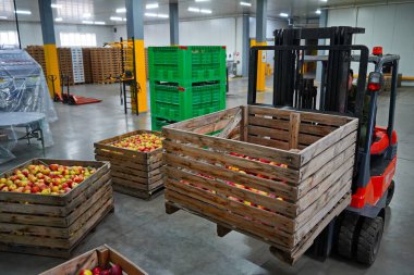 Elmalar büyük bir bahçedeki kaplarda düzenlenir. Hasat..