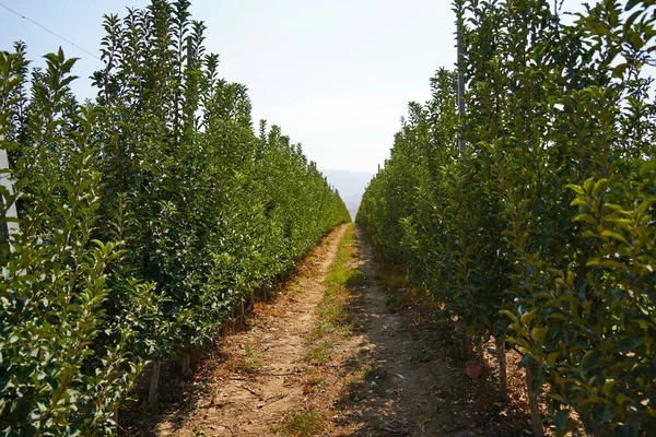 Büyük bir elma bahçesi. Hasat dönemi.