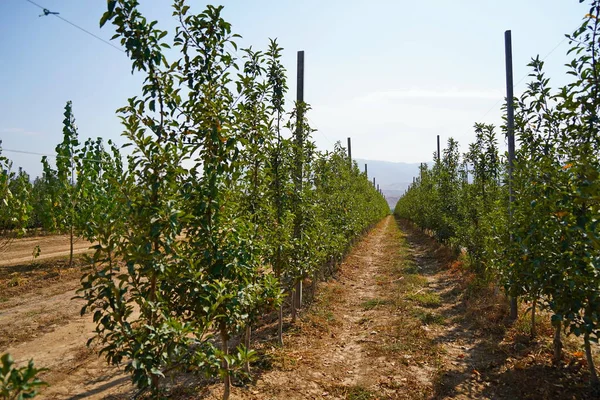 Büyük bir elma bahçesi. Hasat dönemi.