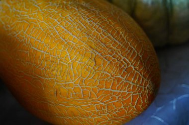 Kocaman olgun bir kavun. Hasat..