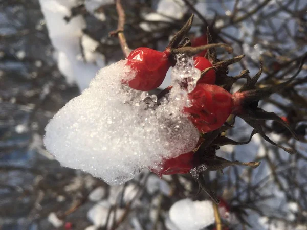 Güzel parlak olgun kırmızı kuşburnu meyveleri rosa coxis en kar altında bir çalı, parlak bir kış günü