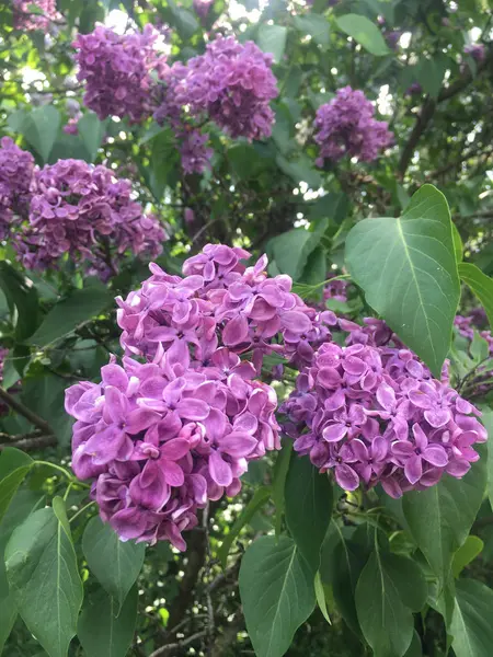 Pembe, zengin kırmızı leylak (Syringa), parlak yeşil yaprakları ile keyifli çiçeklenmeler, bol baharda çiçeklenme