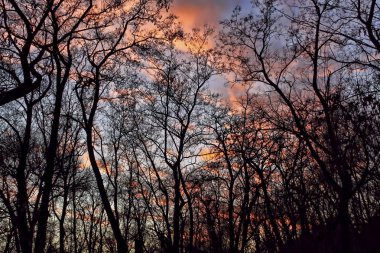 Ağaçların yaprakları dramatik günbatımı gökyüzü bir arka plan olmadan karanlık siluetleri