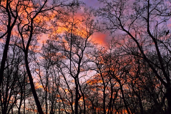 Mörka Silhuetter Träd Utan Löv Mot Bakgrund Dramatisk Solnedgång Sky — Stockfoto