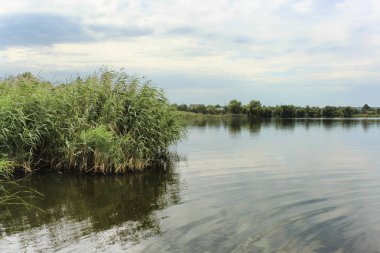 Küçük bir göl, kalın kamışlar daireler su