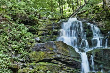 ShipIt Ukrayna Karpatlar dağ Polonin Borzhava, yerel significanc doğanın hidrolojik anıt kuzey eteklerinde bir şelale