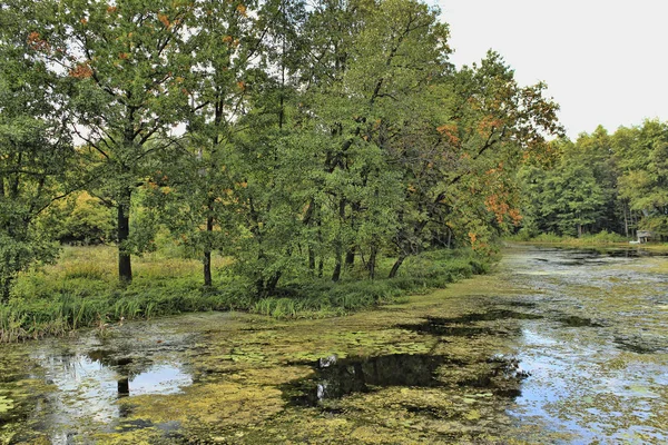 Forest Lake Bevuxen Med Andmat Mitten September — Stockfoto