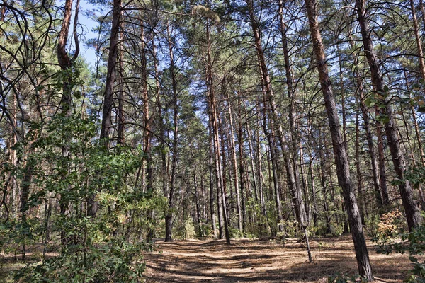 Cesta Borovém Lese Počátkem Podzimu — Stock fotografie