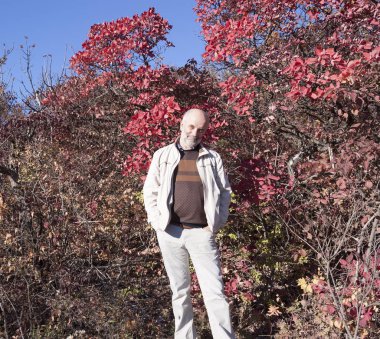 Olgun Yaş ışık pantolon ve ceket parlak kırmızı yaprakları ve mavi gökyüzü ile bir çalı arka planı olan bir adam. Sonbahar, Ekim