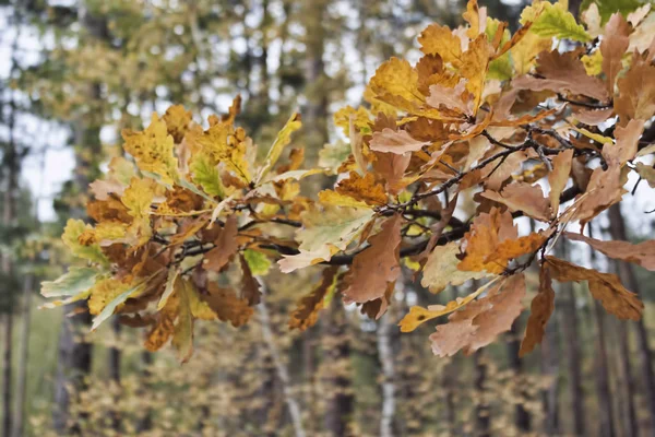 Syksyn Tammen Oksa Lähtee Metsän Taustaa Vasten — kuvapankkivalokuva