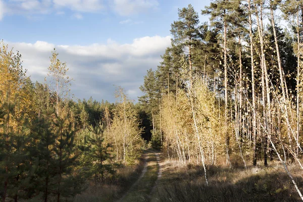 Cesta Lese Podzim Ukrajina Poblíž Svyatohirsk — Stock fotografie