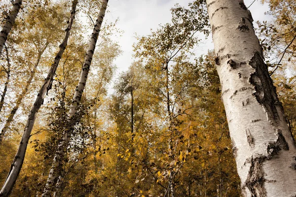 Prosluněný Březový Háj Říjnu Pohled Dolní Horní — Stock fotografie