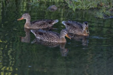 Ördekler bir sessiz karanlık nehir dere