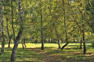 Ağaçlar erken sonbaharda güneşli parkta