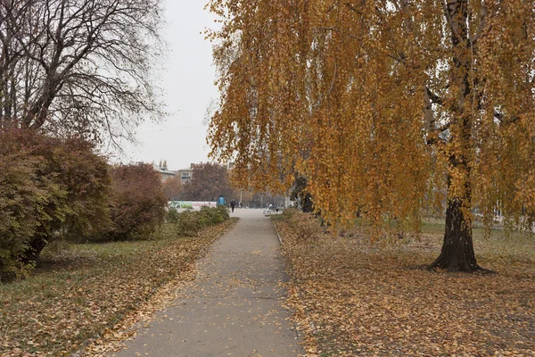 Allée Couverte Feuilles Tombées Entre Les Arbres Automne Feuillage Rouge — Photo