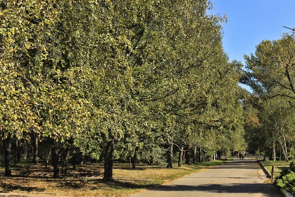 Allée Dans Parc Parmi Les Arbres Début Automne Ensoleillé — Photo