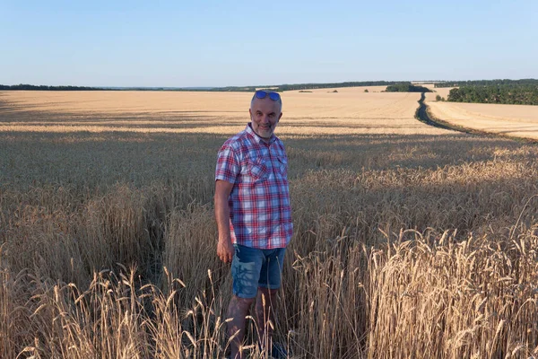 Mature Man Stands Wheat Field Wearing Plaid Shirt Shorts Sunglasses — Stock Photo, Image