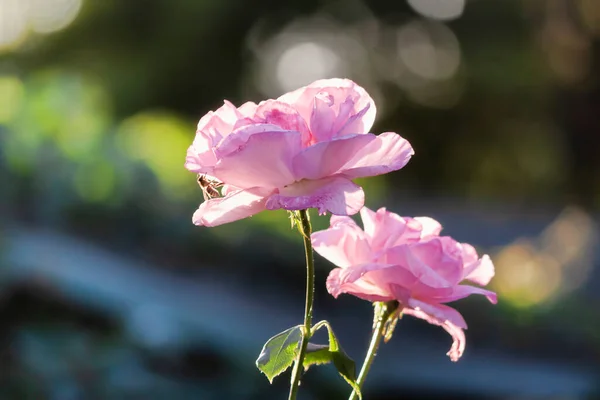 Two light pink roses brightly lit by the sun on a blurred background with varied bokeh