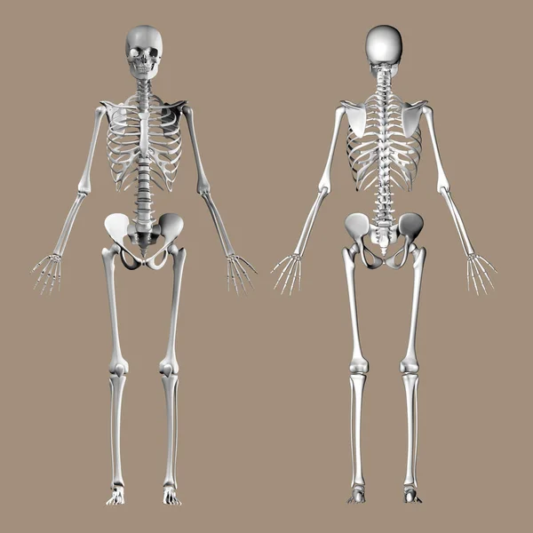 Vista Frontal Trasera Del Esqueleto Humano Sobre Fondo Marrón — Foto de Stock