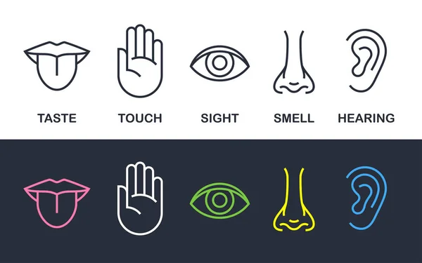 Human body senses line vector line icons — Stock Vector