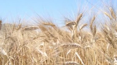 Olgun buğday tarlası, kulakları rüzgarda esen ve yakından filme.
