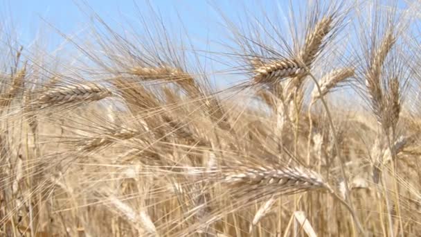 Field Ripe Wheat Spikes Filmed Closely — Stock Video