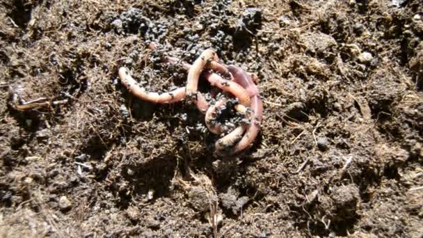 Fertilizer Produced Earthworms Easily Distinguishable Soil — Stock Video