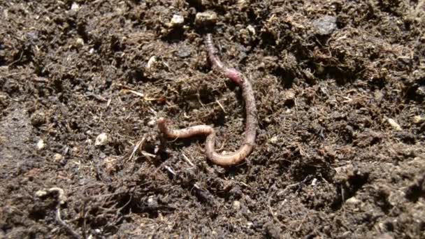 Earthworm Perhaps Unnerved Twists Conspicuously Its Soil — Stock Video